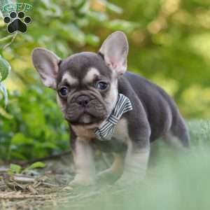 Page, French Bulldog Puppy